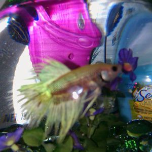 Meet your Posher, Melissa